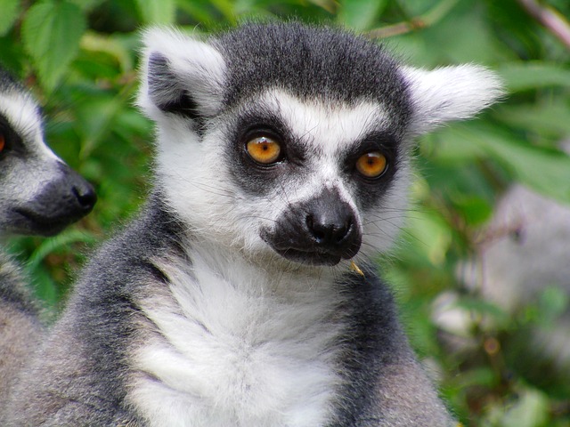 Lemur