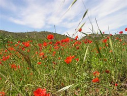 pic_Provence Languedoc: Von Villeneuve-les-Avignon nach Montpellier