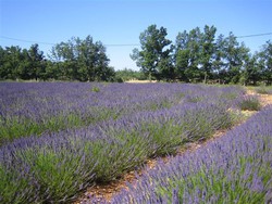 pic_Provence / Lubéron