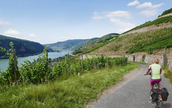 pic_Rhein: Winzertour