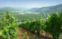 pic_Mosel-Radweg: Der Klassiker von Trier bis Koblenz