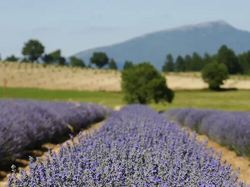 pic_Lavendelblüte in der Provence