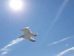 pic_Ostfriesland und seine Inseln: Borkum - Norderney und Ostfriesland 