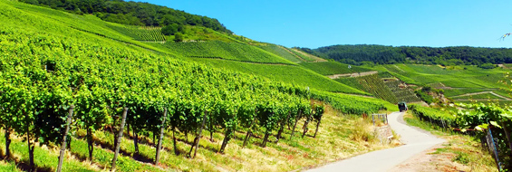 Mosel_02.jpg